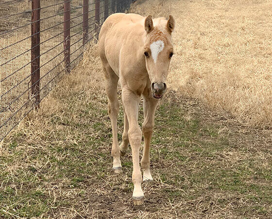 CD Diamond x SJR One Time Serina - 2019 Filly